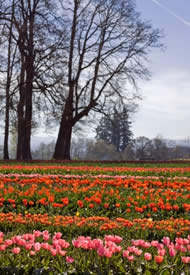 tulips in willamette valley